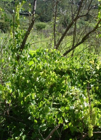 Cissampelos mucronata